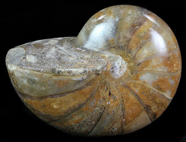 Polished Nautilus Fossil - Madagascar #67918